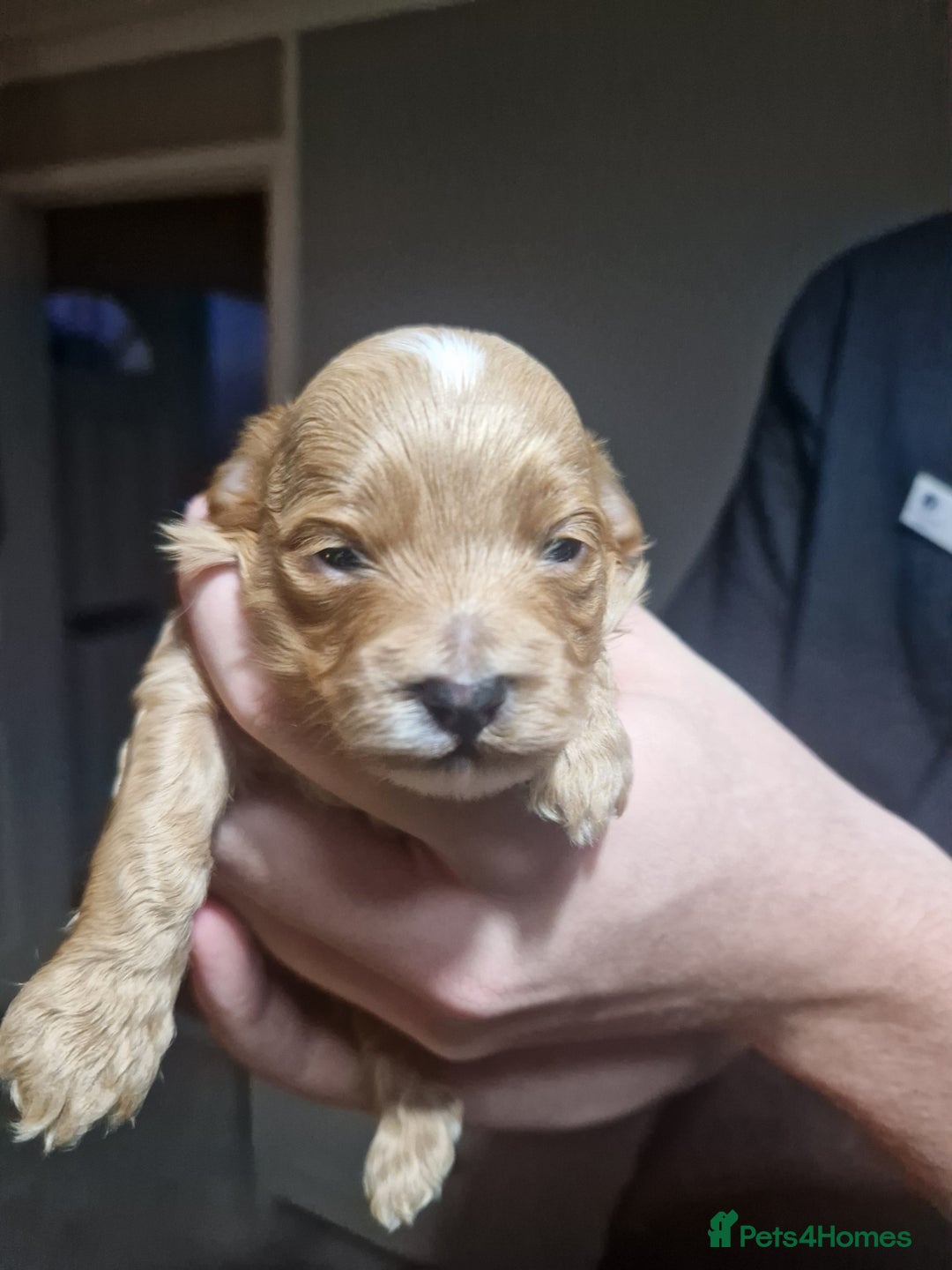 Maltipoo dogs for sale: Beautiful F1B Toy Maltipoos  - Advert 6