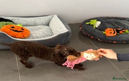 Toy Poodle dogs for sale: Chocolate Toy poodle girl  - Image 3
