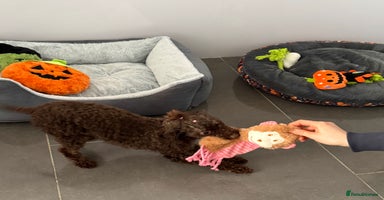 Toy Poodle dogs - Advert 5