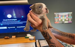Boston Terrier dogs for sale: Boston terrier puppies - Image 27