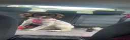 English Springer Spaniel dogs for sale: 9 month old female springer spaniel puppy - Advert 2