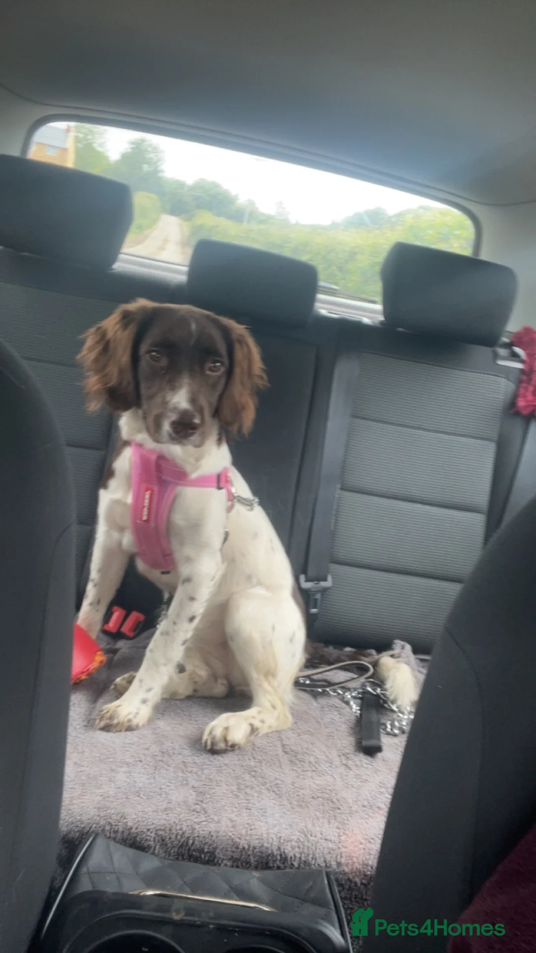 English Springer Spaniel dogs for sale: 9 month old female springer spaniel puppy - Advert 2