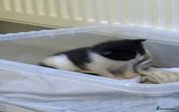 British Shorthair cats for sale: 2 kittens for sale  - Image 16