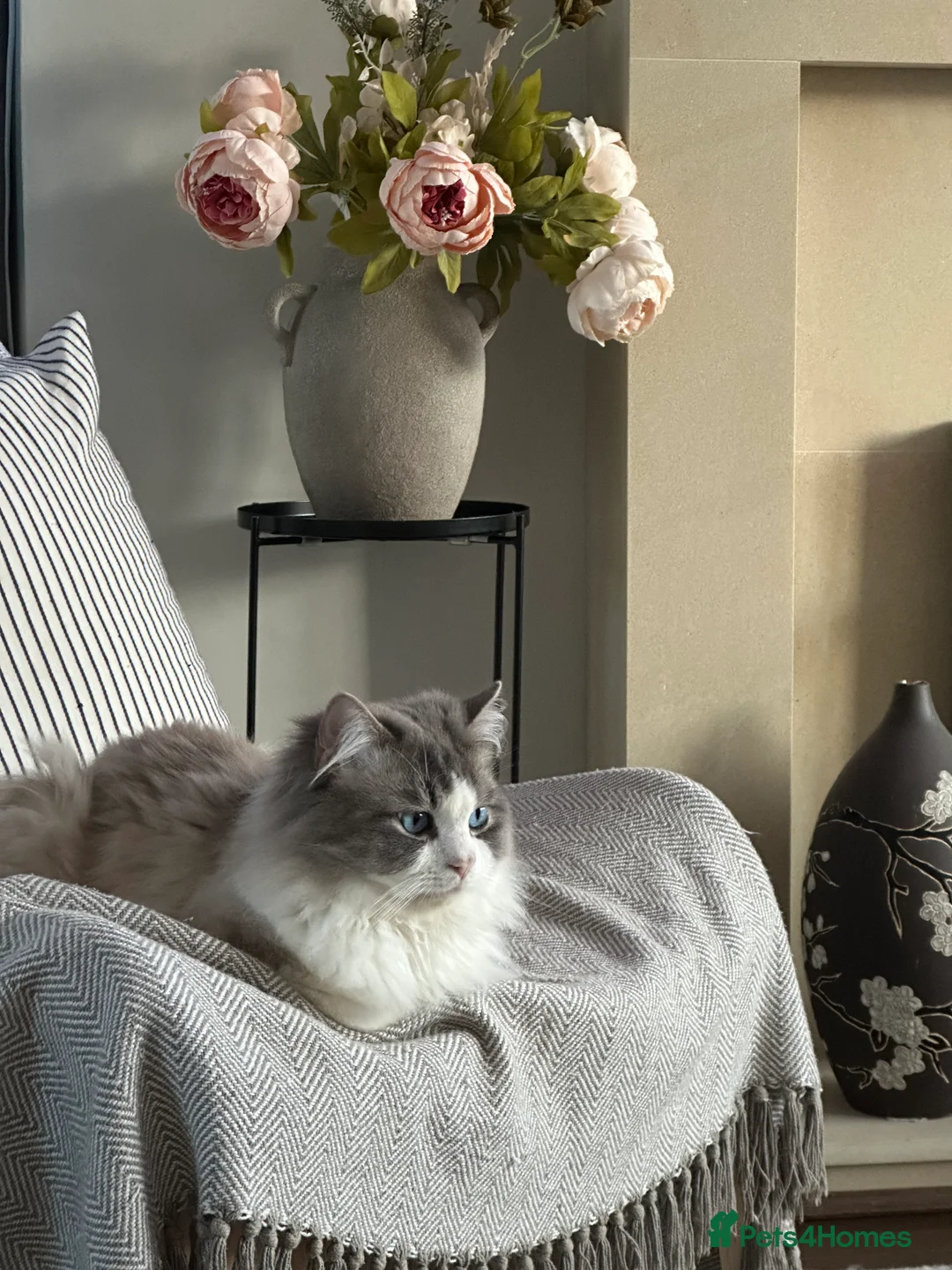 Ragdoll cats for stud: Bicolour Ragdoll Male for Stud in Mansfield - Advert 6