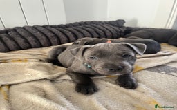 Staffordshire Bull Terrier dogs for sale: Stunning Blue Staffordshire Bull Puppies for sale - Image 27