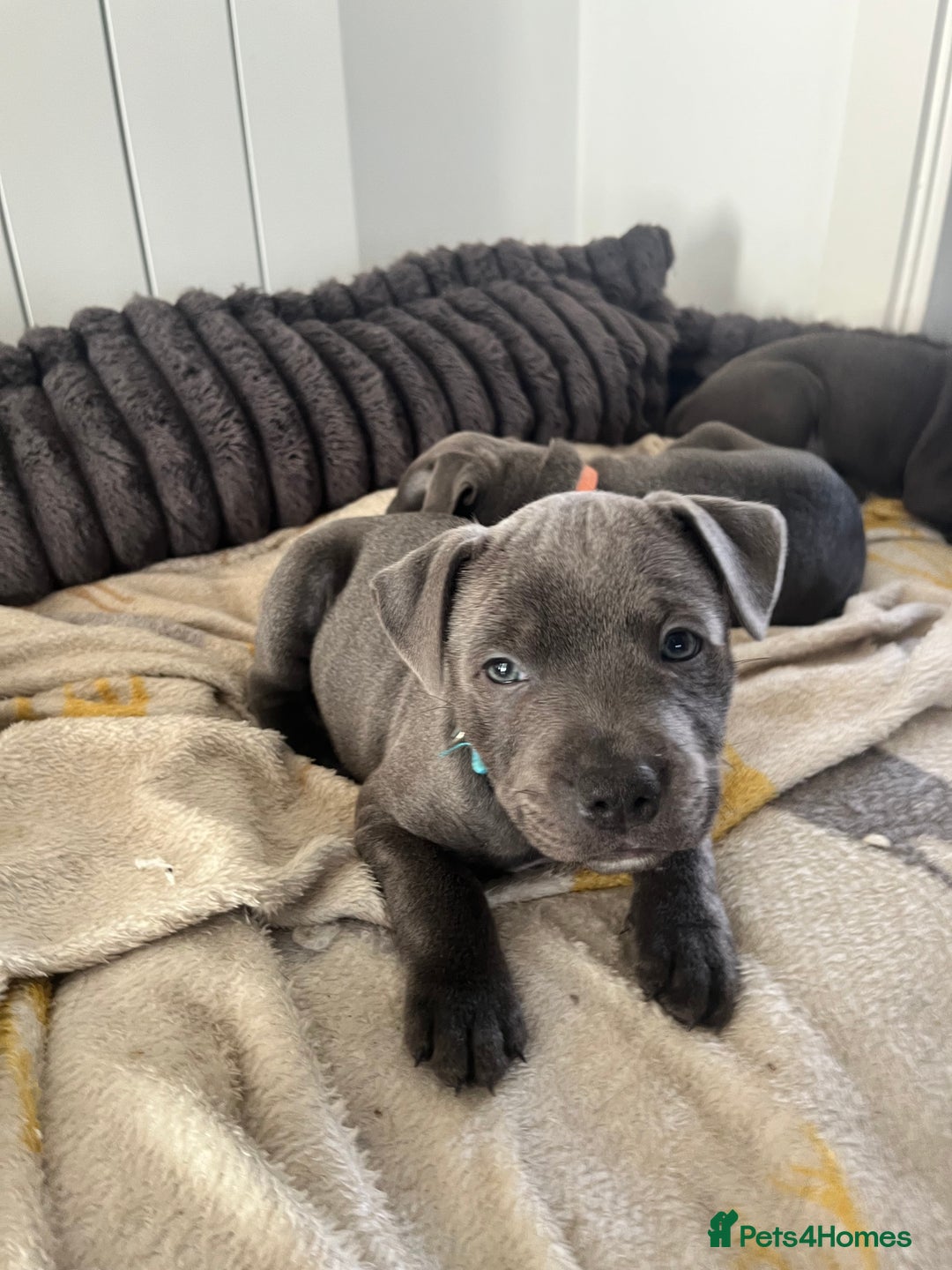 Staffordshire Bull Terrier dogs for sale: Stunning Blue Staffordshire Bull Puppies for sale - Image 27