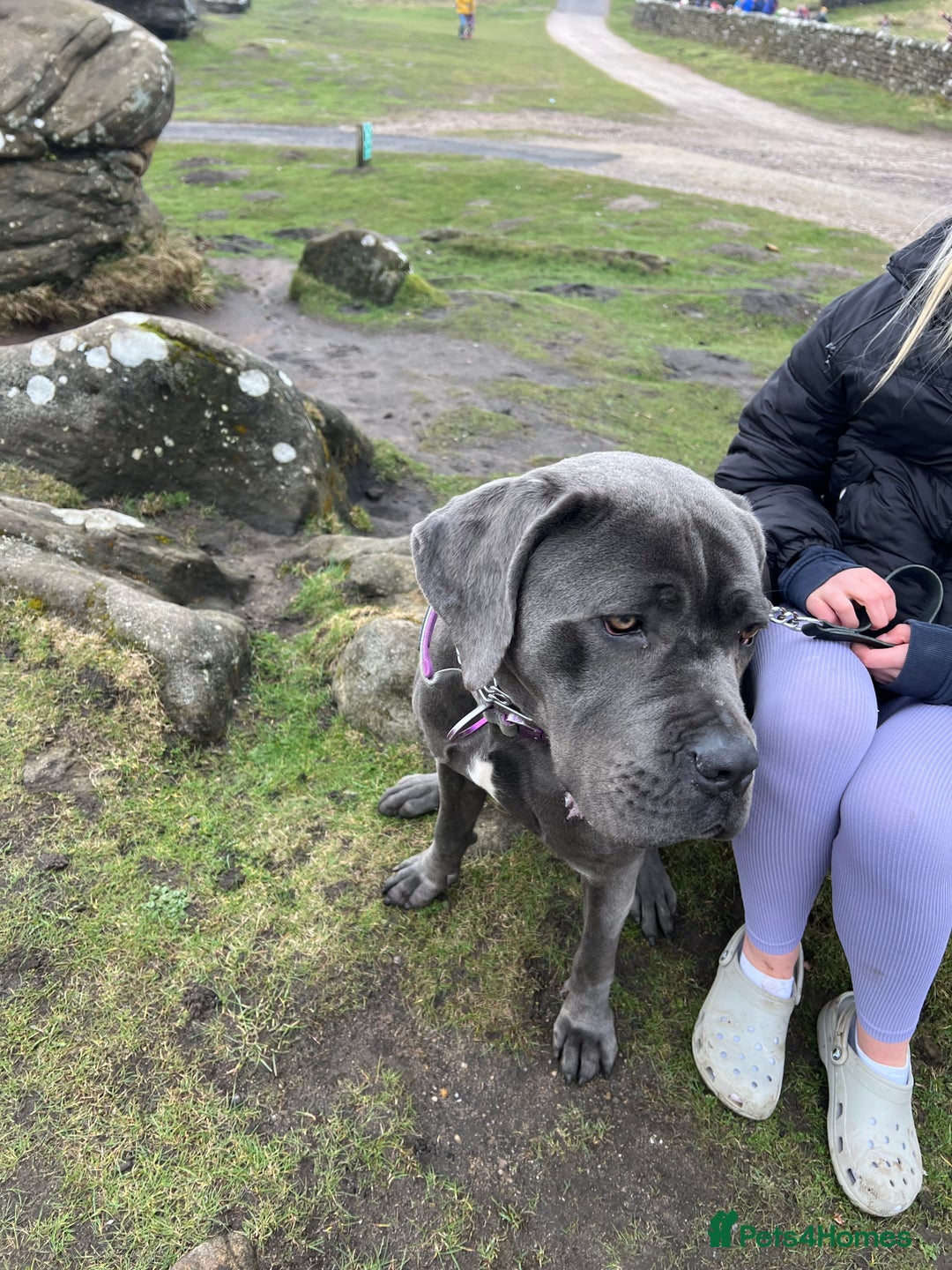 Cane Corso dogs for sale: Beautiful Female cane corso  - Image 6