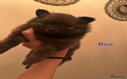 Pomeranian dogs for sale: THREE BEAUTIFUL POMERANIAN PUPPIES⚠️⚠️❗️  - Image 11