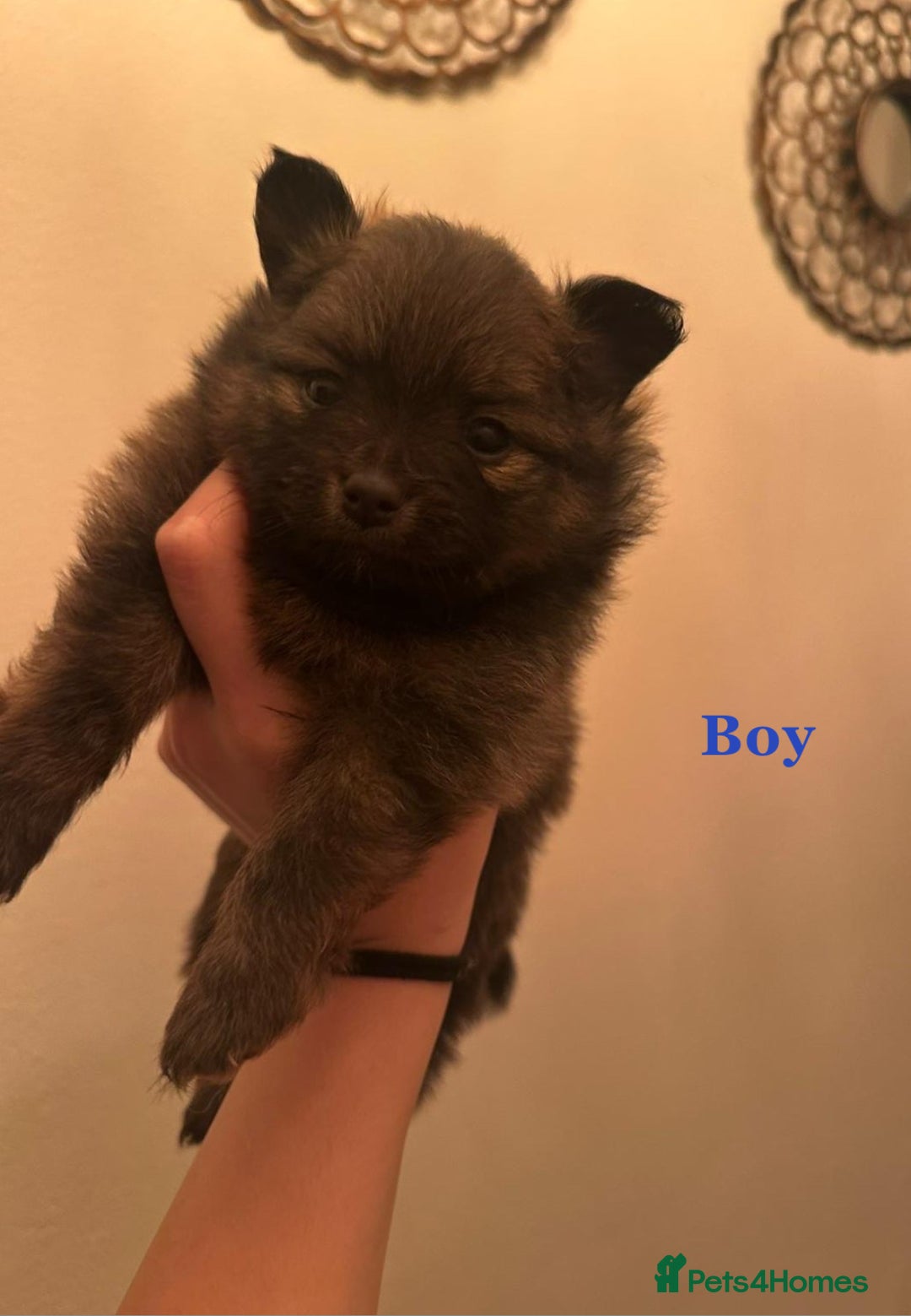 Pomeranian dogs for sale: THREE BEAUTIFUL POMERANIAN PUPPIES⚠️⚠️❗️  - Image 11