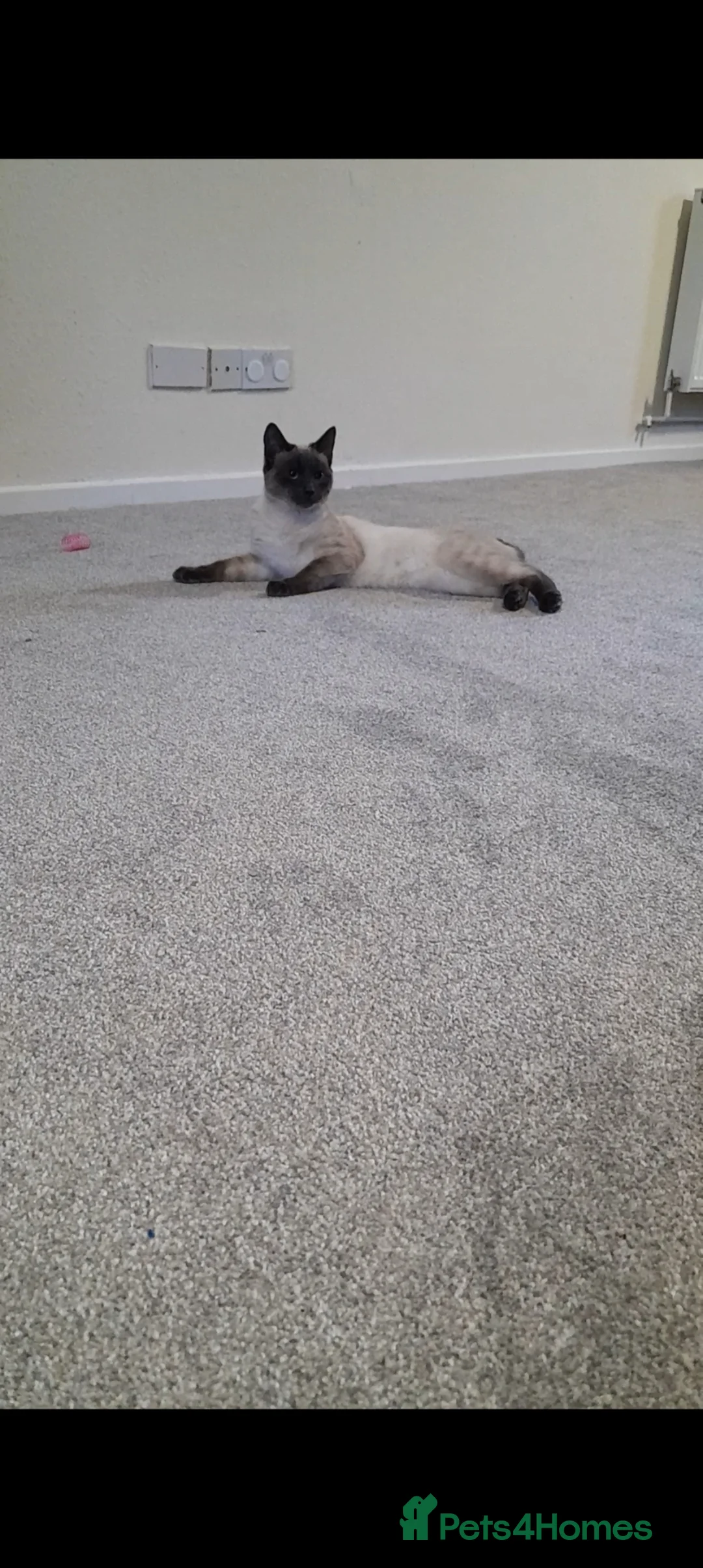 Mixed Breed cats for sale: Striking Boy Looking for his Forever Home - Advert 2