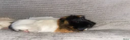 Guinea Pig rodents for sale: Guinea pigs for selling - Advert 16