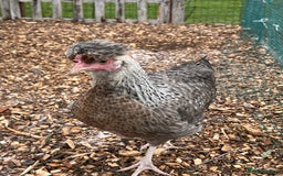 Chickens poultry for sale: Various young hens for sale  in King's Lynn - Image 6