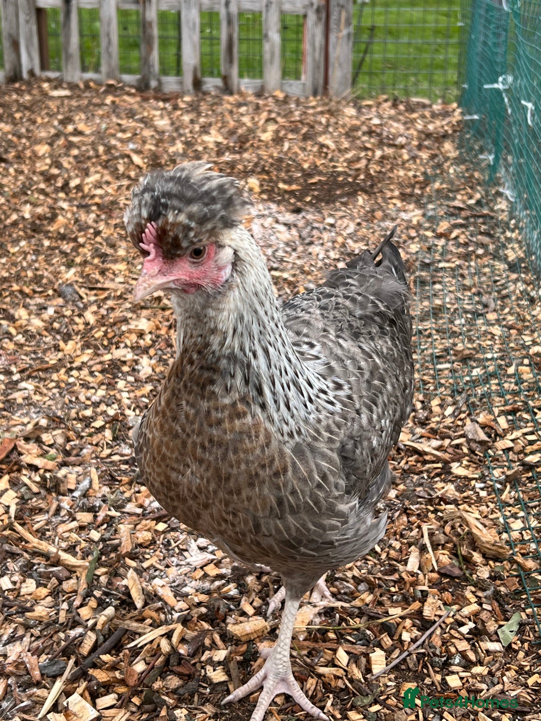 Chickens poultry for sale: Various young hens for sale  in King's Lynn - Image 6