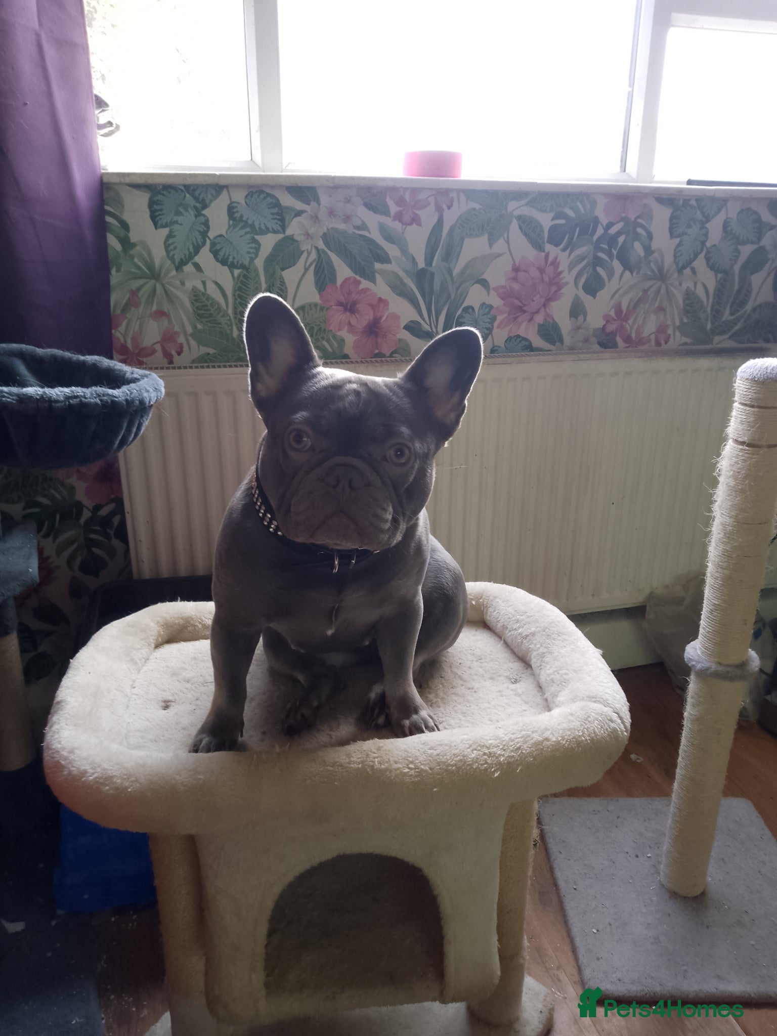 French Bulldog dogs French bulldog female - Advert 17