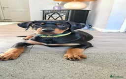 Dobermann dogs for sale: Doberman X rottweiler female  - Image 2