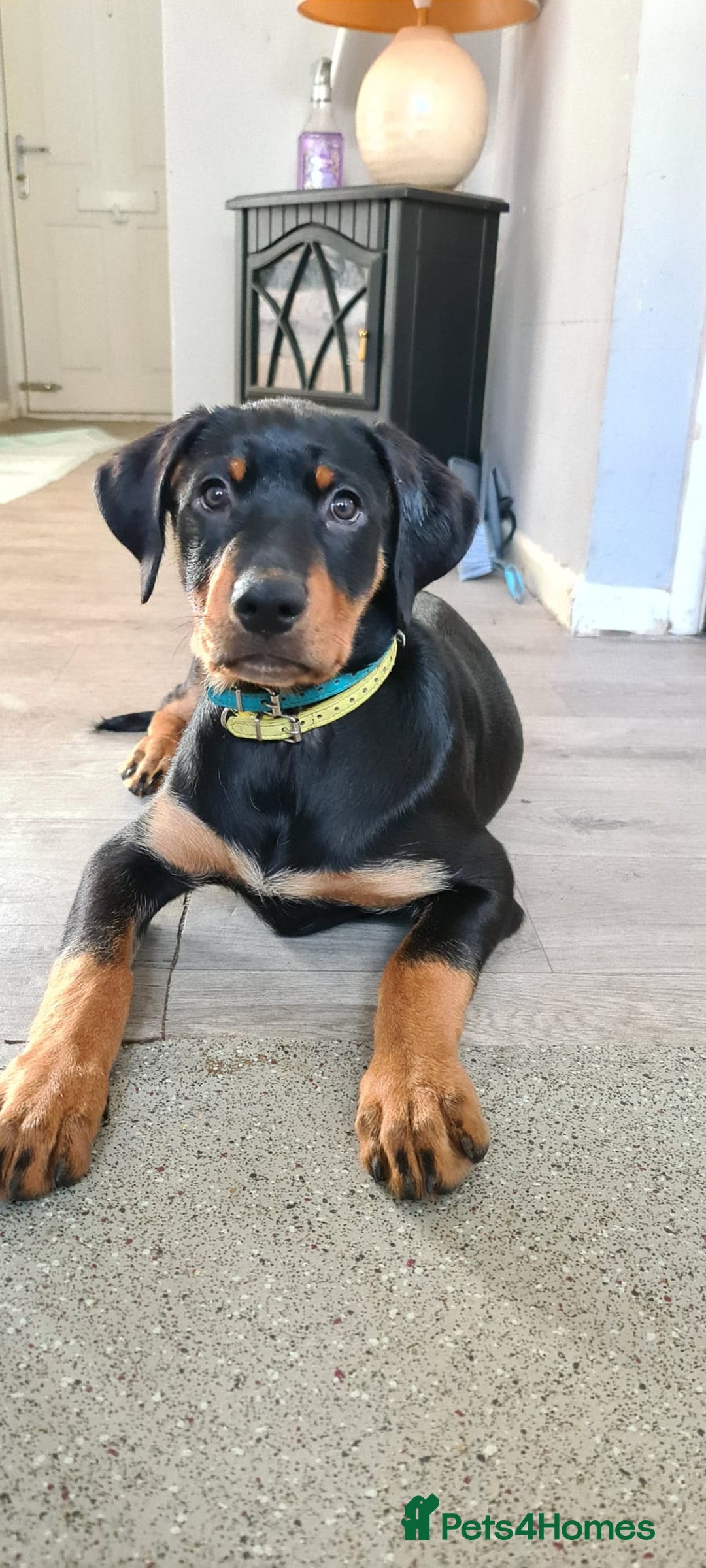 Dobermann dogs for sale: Doberman X rottweiler female  - Image 2