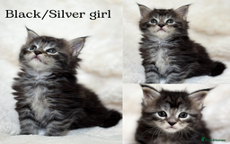 Maine Coon cats for sale: KING-SIZE MAINE COON CUBS HEALTH TESTED - Image 3