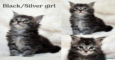Maine Coon cats - Advert 2