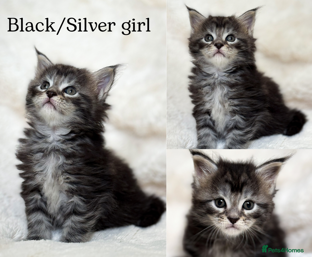 Maine Coon cats for sale: KING-SIZE MAINE COON CUBS HEALTH TESTED - Image 3