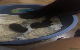 Mixed Breed cats for sale: Kittens - Image 2