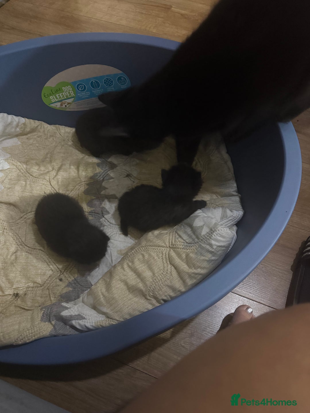 Mixed Breed cats for sale: Kittens - Image 2