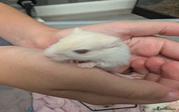 Gerbil rodents for sale: Baby gerbils - Image 2