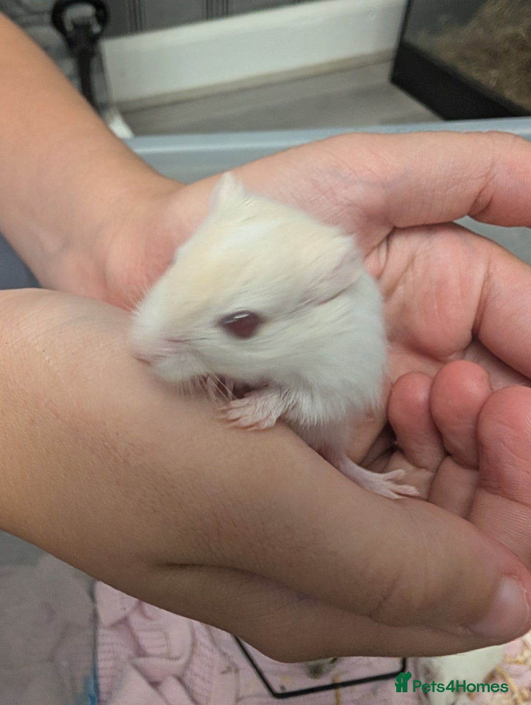 Gerbil rodents for sale: Baby gerbils - Image 2