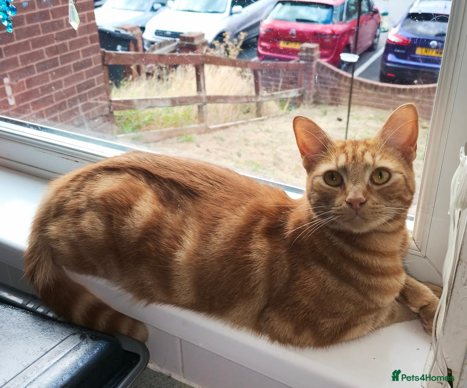 Mixed Breed cats Male Cat - Advert 2