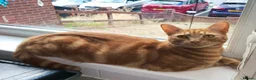 Mixed Breed cats for sale: Male Cat - Advert 1