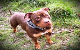 American Bully dogs for sale: Deebo POCKET BULLY  - Image 1