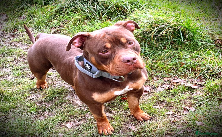 American Bully dogs - Advert 1