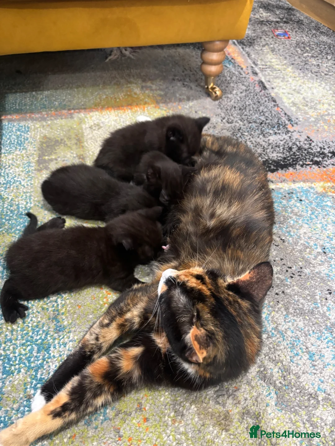 British Shorthair cats for sale: 3 stunning BSH Kittens available now  - Advert 2