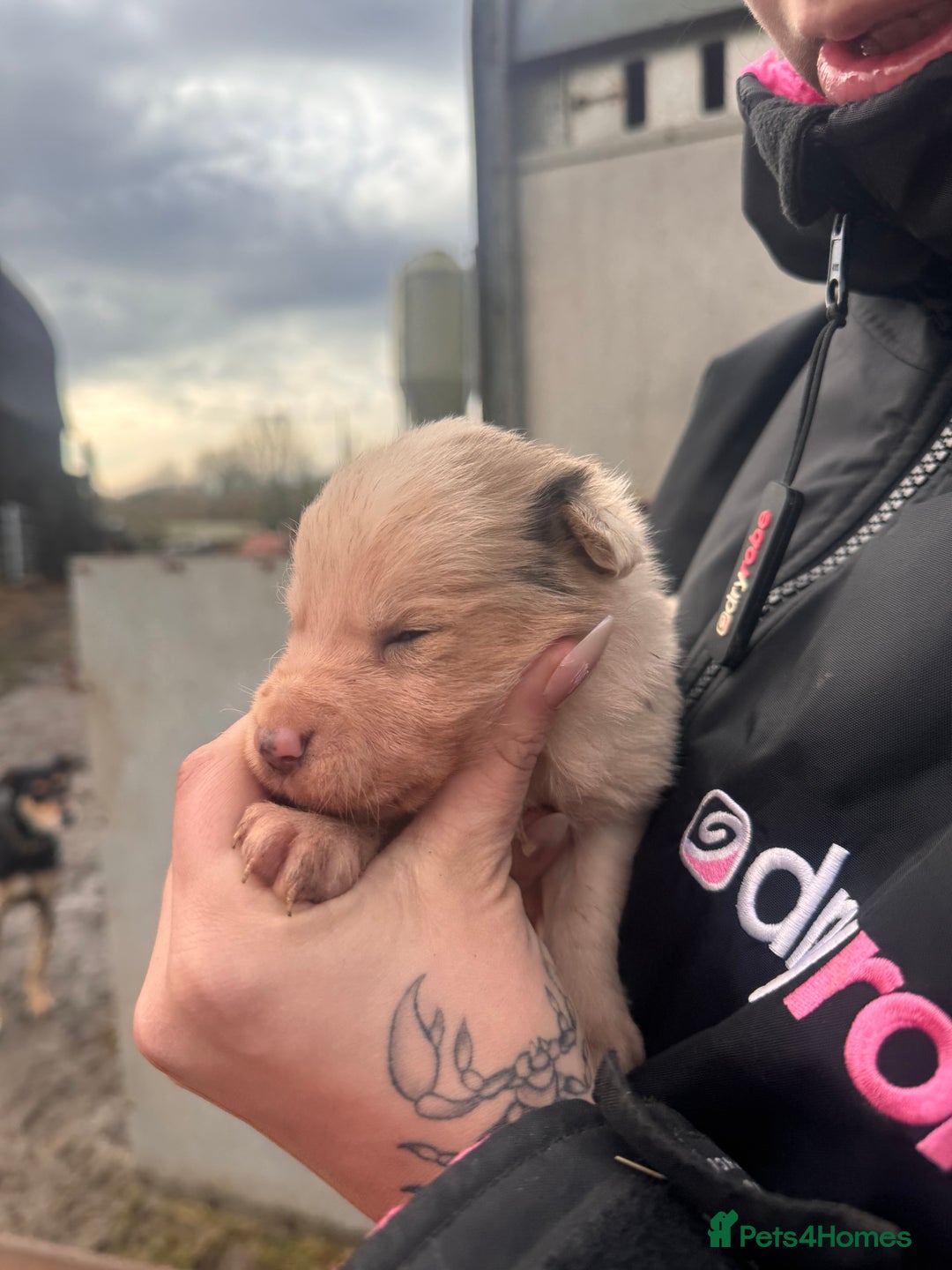 Border Collie dogs for sale: Blue merle collies - Advert 12