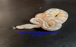 Python Snake reptiles for sale: Ball/royal pythons  - Image 12