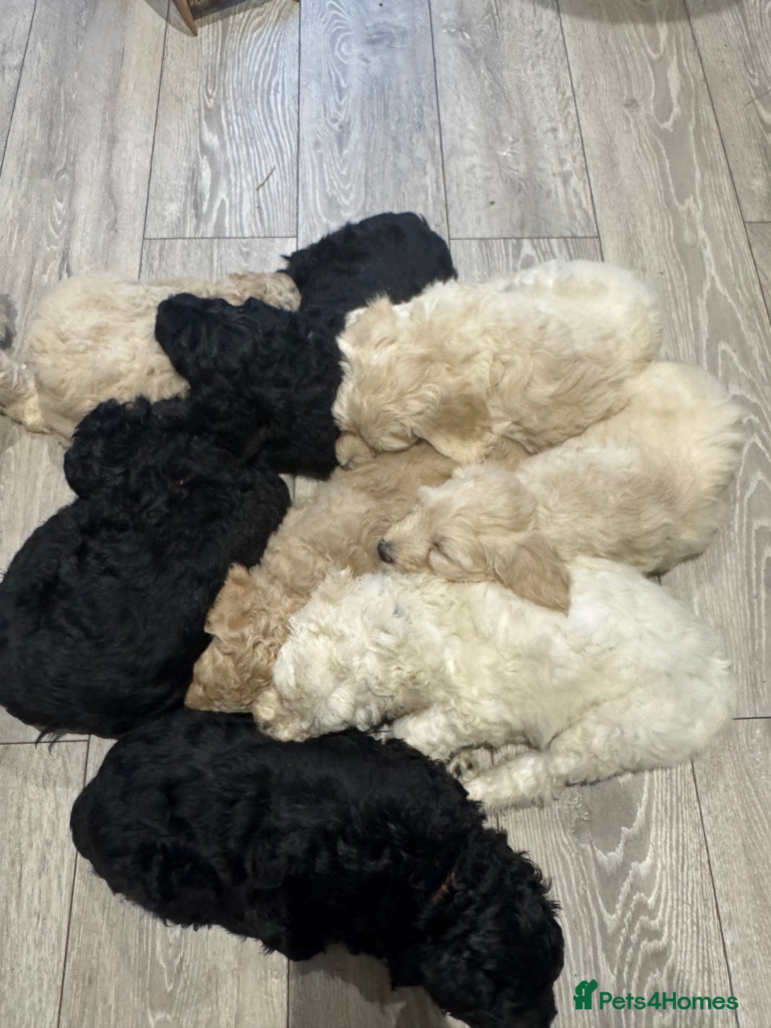 Goldendoodle dogs for sale: Golden doodle F1B stunning puppies  - Image 5