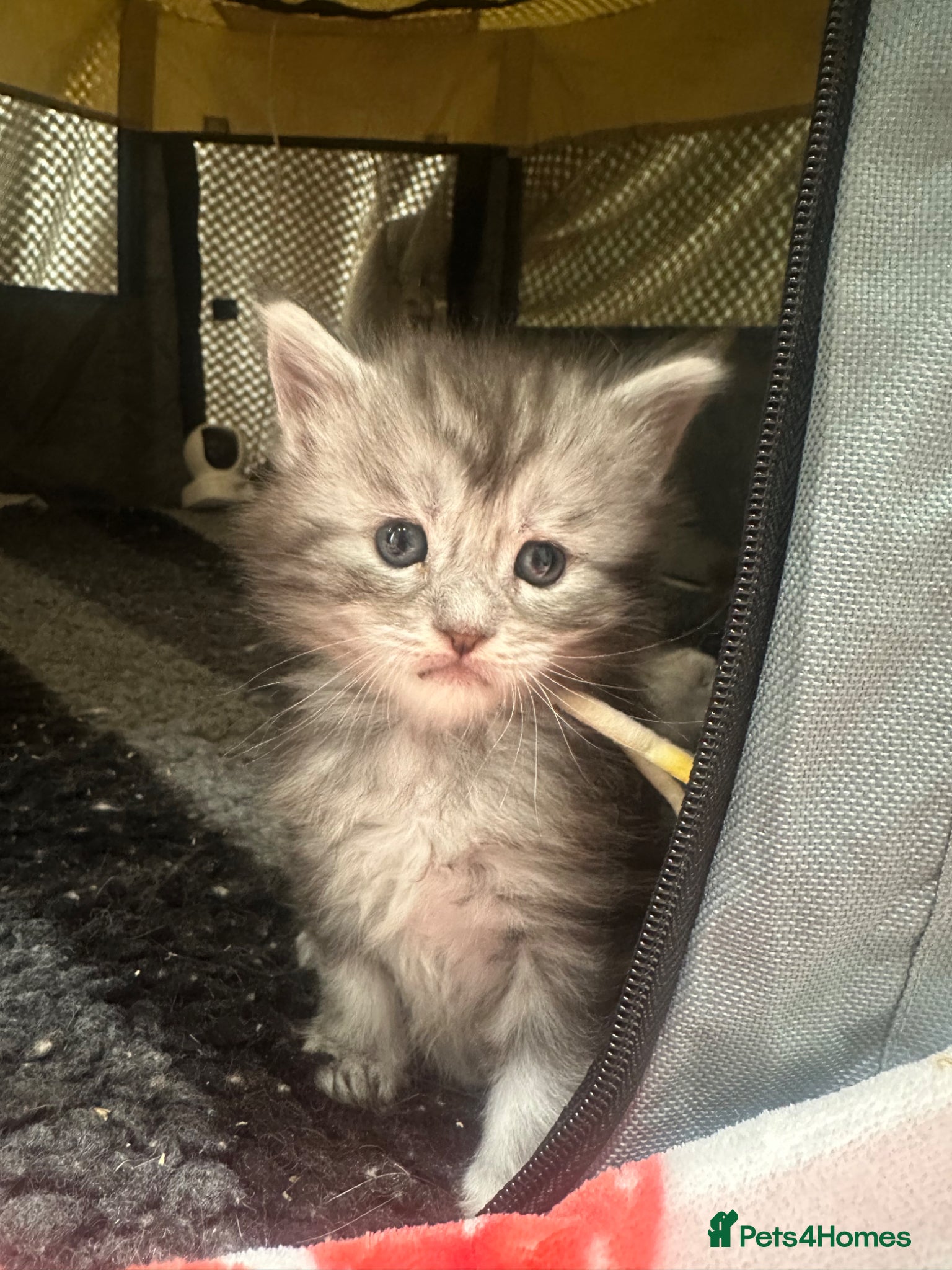 Maine Coon cats for sale: 5 beautiful Maine coon kittens - Advert 35