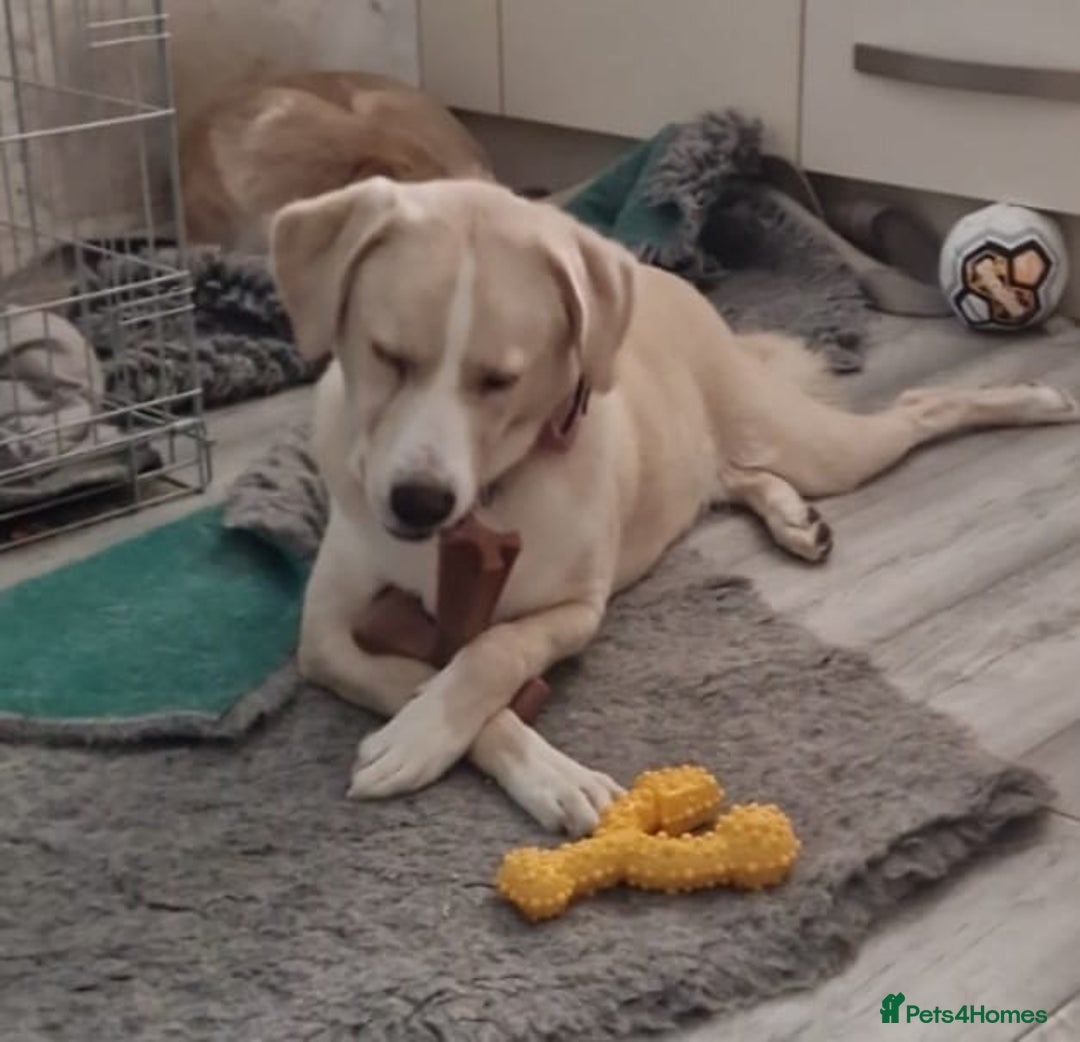 Mixed Breed dogs for sale: Romanian crossbreed  - Advert 3