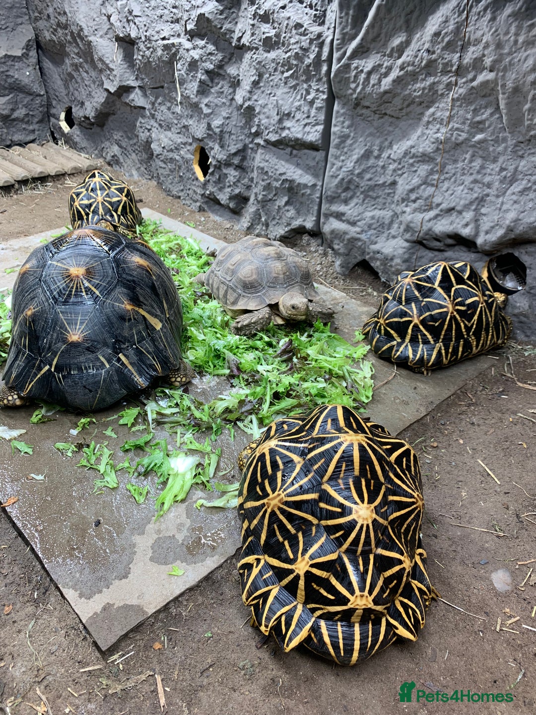 Tortoise reptiles for sale: Looking For Tortoises  - Advert 3