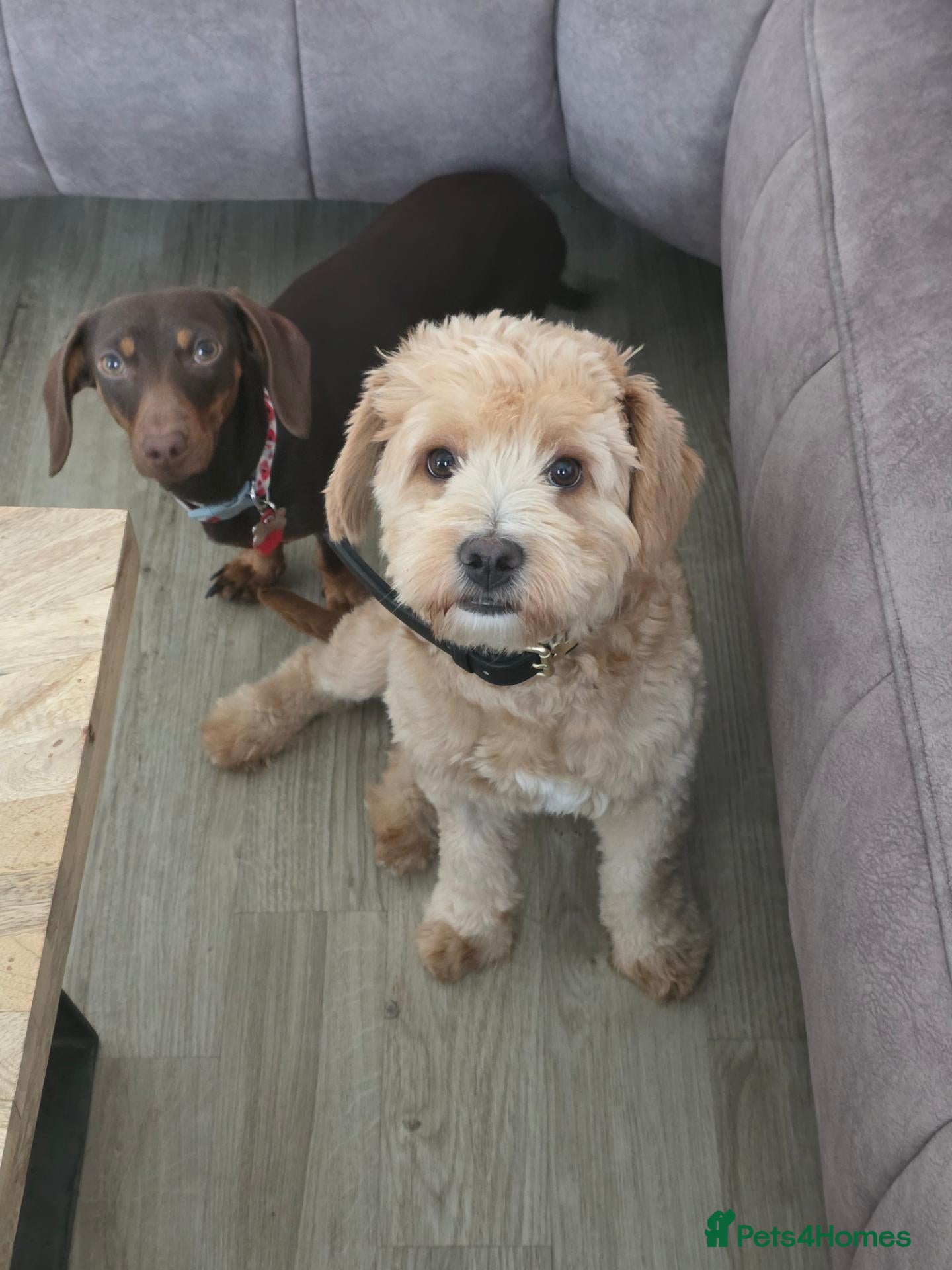 Dachshund dogs Dachshund and floodle - Advert 1