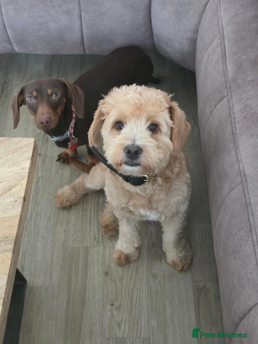 Dachshund dogs for sale: Dachshund and floodle in Lichfield - Advert 1