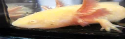 Other/Mixed Breed fish for sale: Axolotls in Paisley - Advert 3
