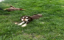 Cocker Spaniel dogs for sale: Show type cocker spaniel puppies  - Image 15
