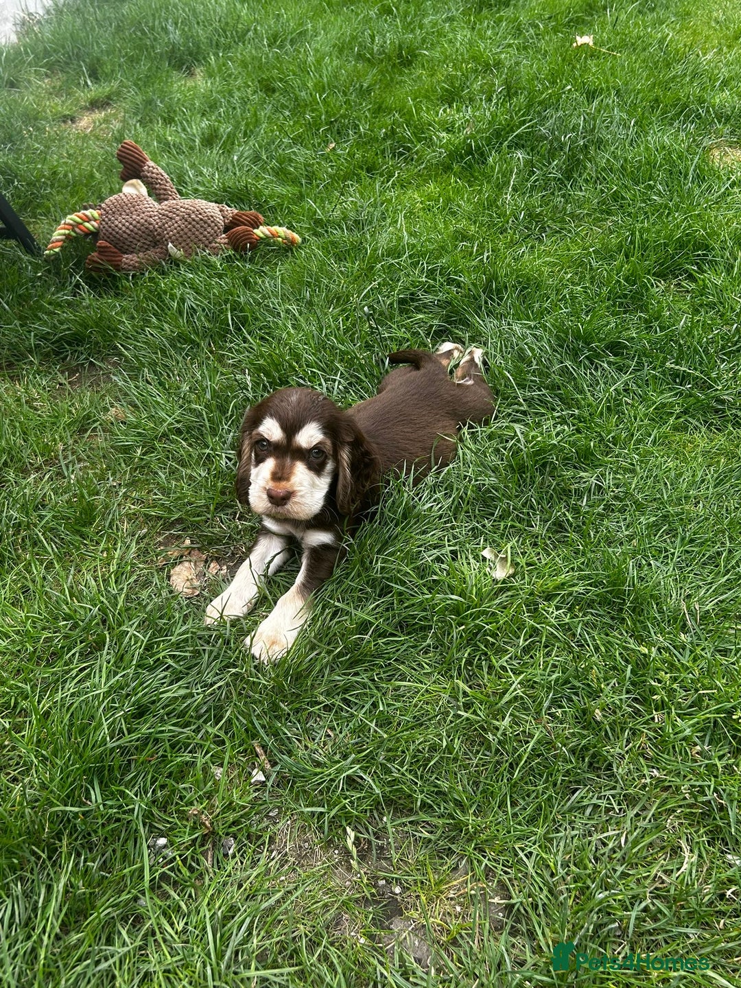 Cocker Spaniel dogs for sale: Show type cocker spaniel puppies  - Image 15