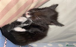 Domestic Shorthair cats for sale: Female kittens - Image 8