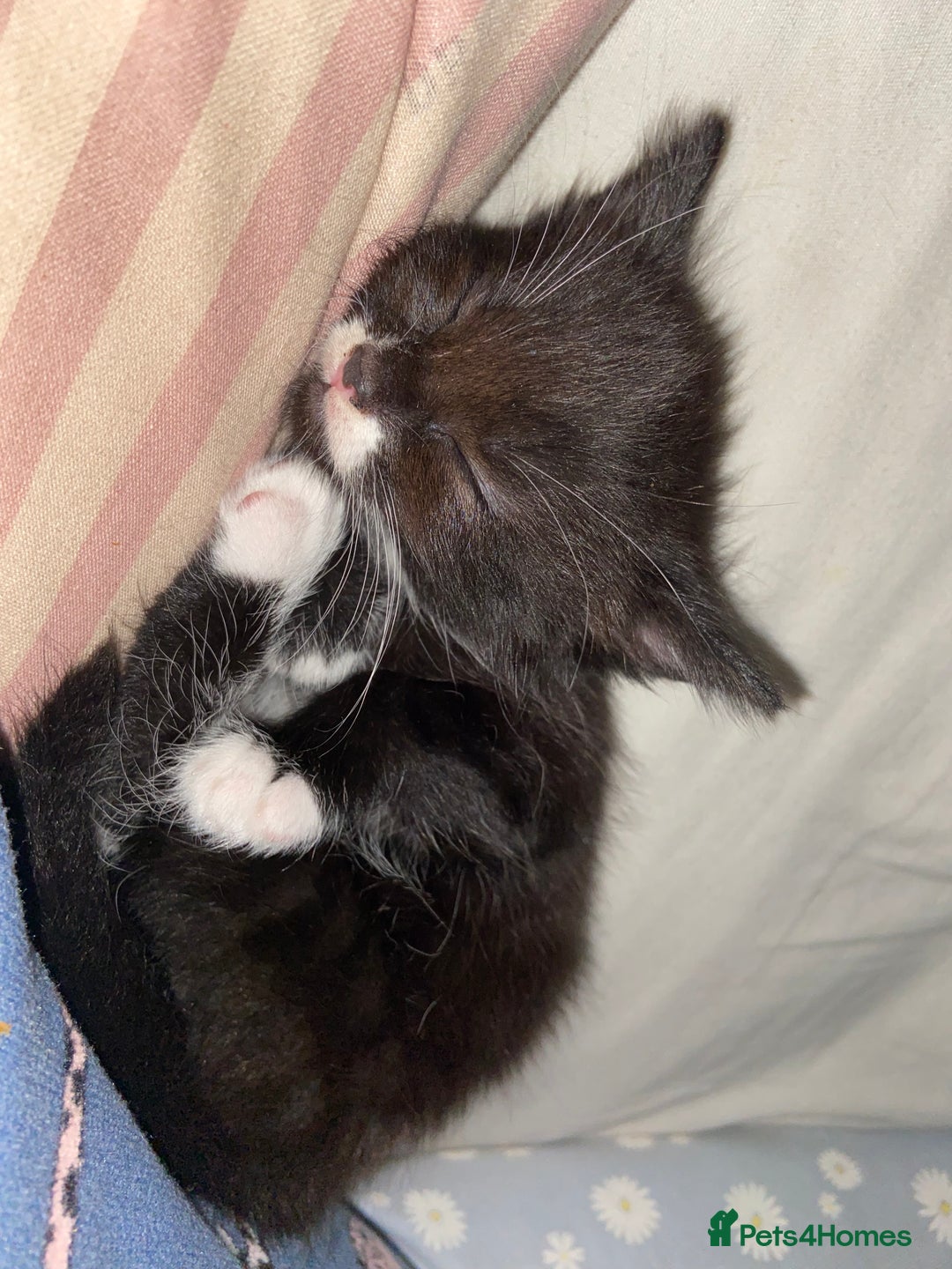 Domestic Shorthair cats for sale: Female kittens - Image 8