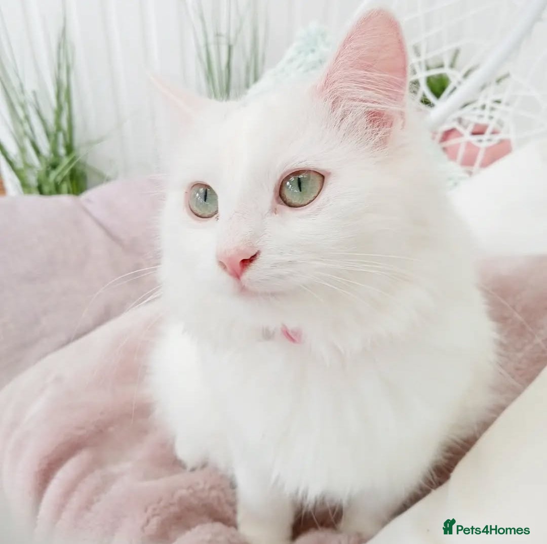 Siberian cats for sale: Three Fluffy Kittens - Advert 10