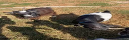 Goats livestock for sale: Registered Pygmy goats - Advert 3