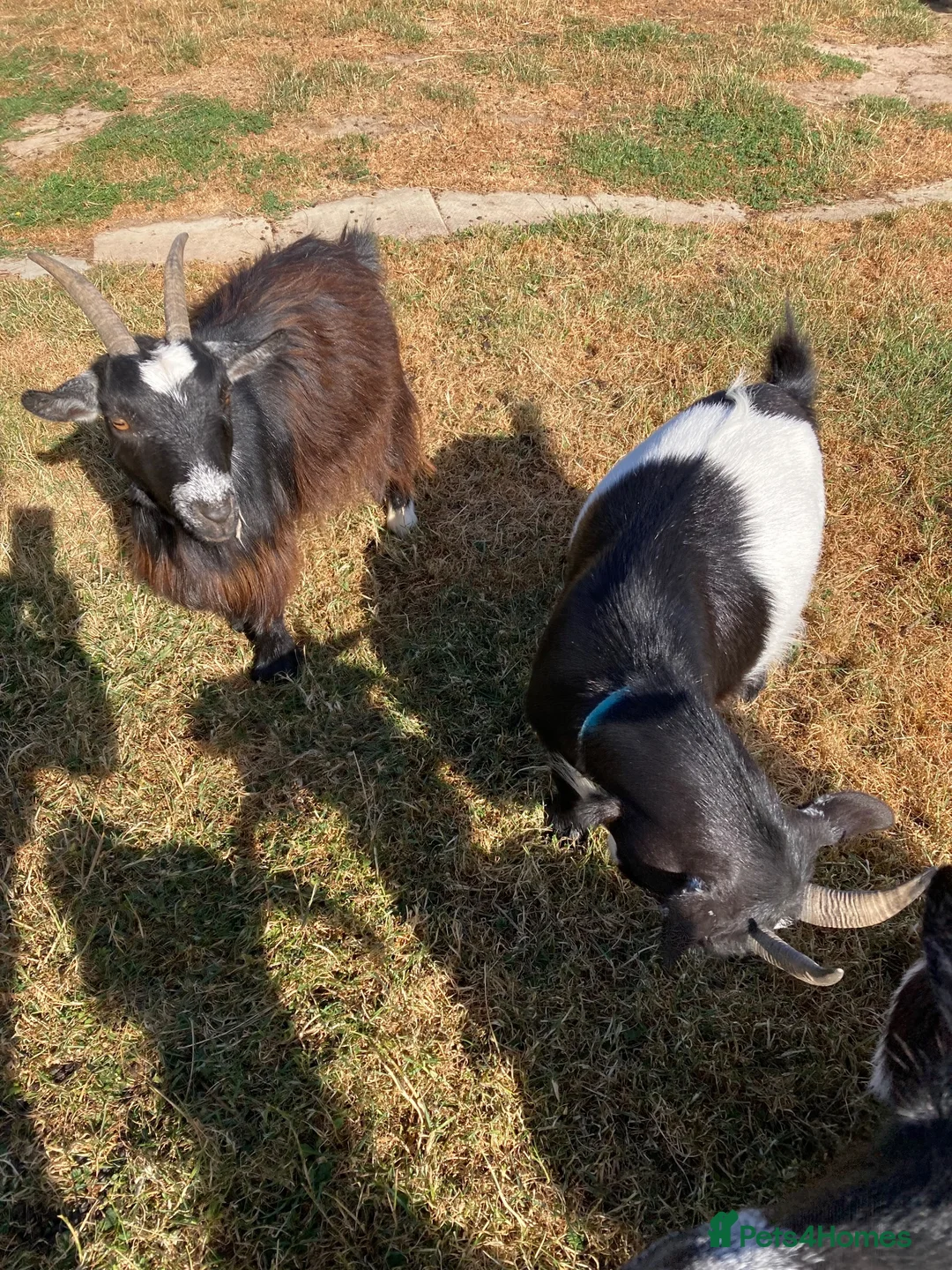Goats livestock for sale: Registered Pygmy goats - Advert 3