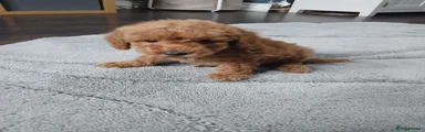Miniature Poodle 1