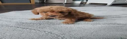 Miniature Poodle dogs for sale: Miniature poodle - Advert 7